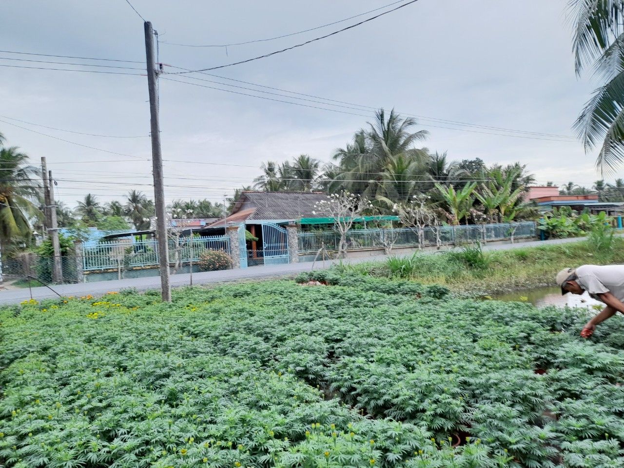 Người làm Tết thêm rực rỡ